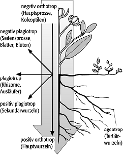 Geotropismus