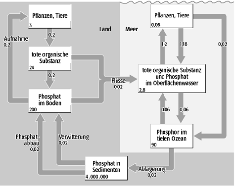 Phosphorkreislauf