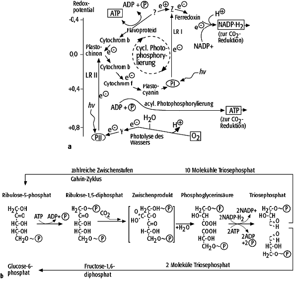 Photosynthese