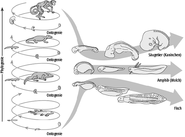 Phylogenie