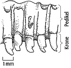 Amphibien