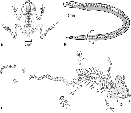 Amphibien