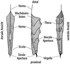 Graptolithen