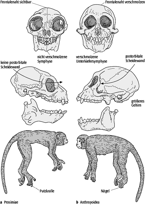 Primatenentwicklung und Menschwerdung 