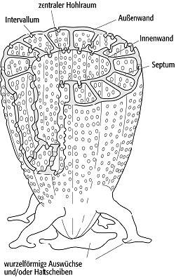 Archaeocyathida