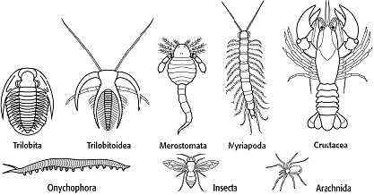 Arthropoda