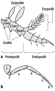 Arthropoda