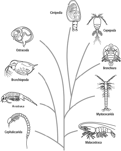 Arthropoda