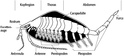 Arthropoda