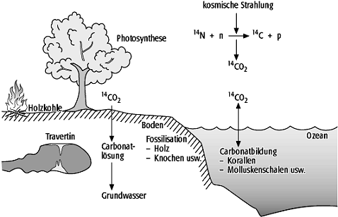 Radiocarbondatierung