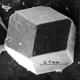 Raster-Elektronenmikroskopie