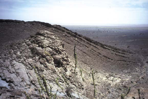 reef mound