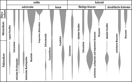 inkrustierende Organismen