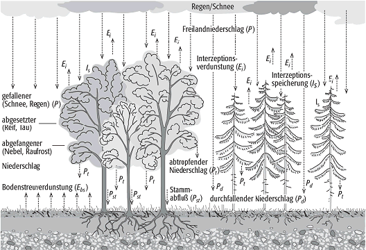 Interzeption