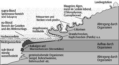 Bioerosion