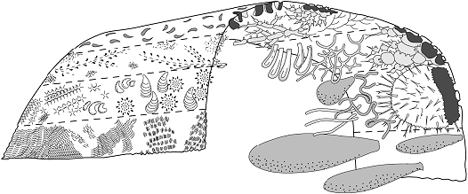 Bioerosion