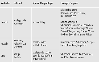 Bioerosion