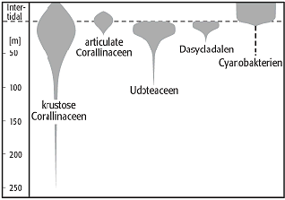 Kalkalgen