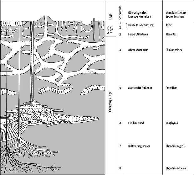 Bioturbation