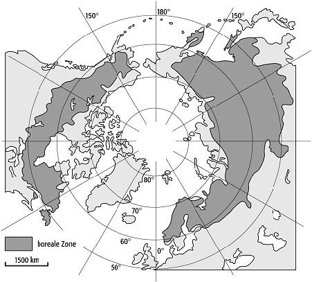 boreale Nadelwälder