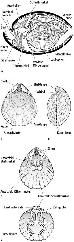 Brachiopoda