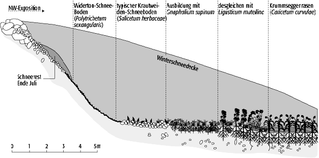 Schneetälchenvegetation