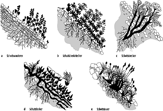 Schuttflurvegetation