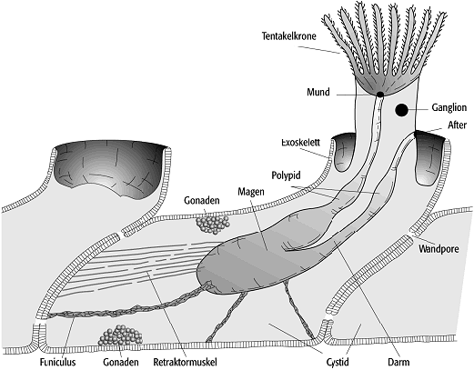 Bryozoa