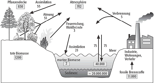 Kohlenstoffkreislauf