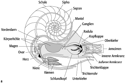 Cephalopoda