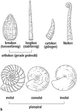 Cephalopoda