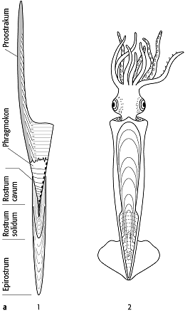 Cephalopoda