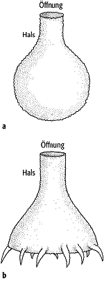 Chitinozoa