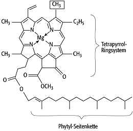 Chlorophyll