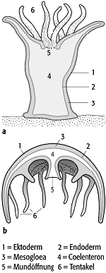 Cnidaria