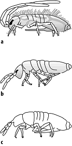 Collembola