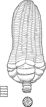 Crinoidea