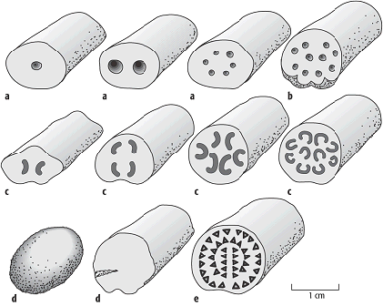 Koprolith