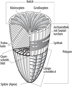 Korallen