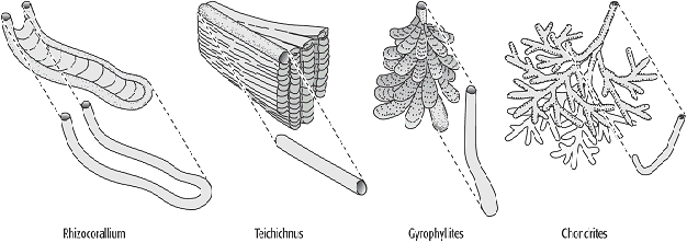 Spurenfossilien