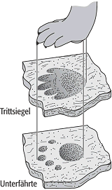 Spurenfossilien