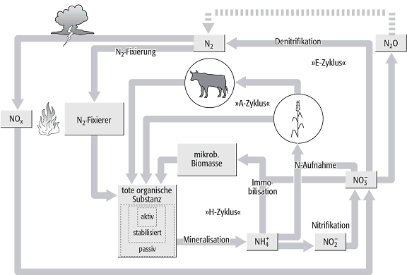 Stickstoffkreislauf