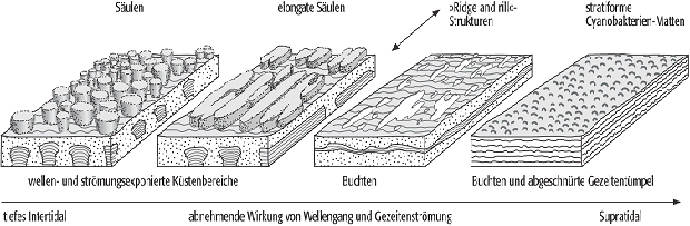 Stromatolith