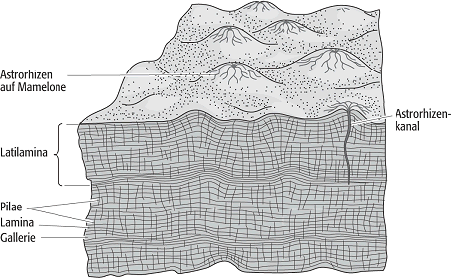 Stromatoporen