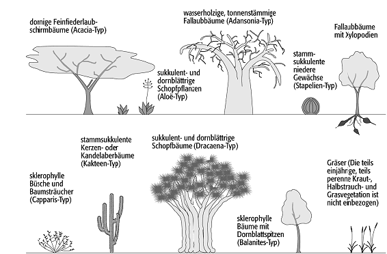 Dornsavanne