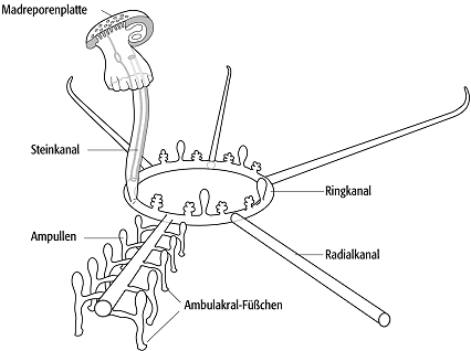 Echinodermata