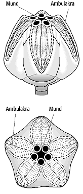 Echinodermata