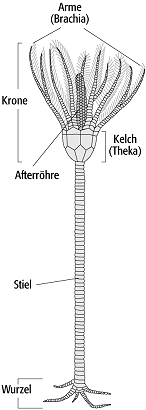 Echinodermata