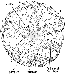 Echinodermata