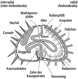 Echinodermata